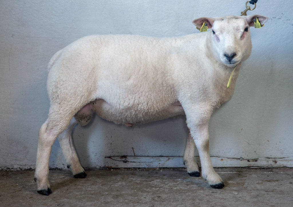 20126-Oh-lala-af-Ölmhult-vit-hemsidan